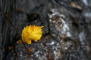 From Loss to Renewal: A Step-by-Step Guide to Rebuilding After a Wildfire